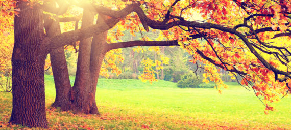 Autumn Trees