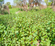 knotweed bush