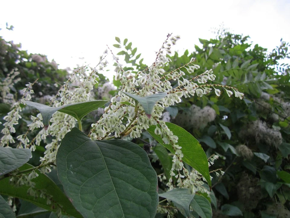 fallopia-japonica