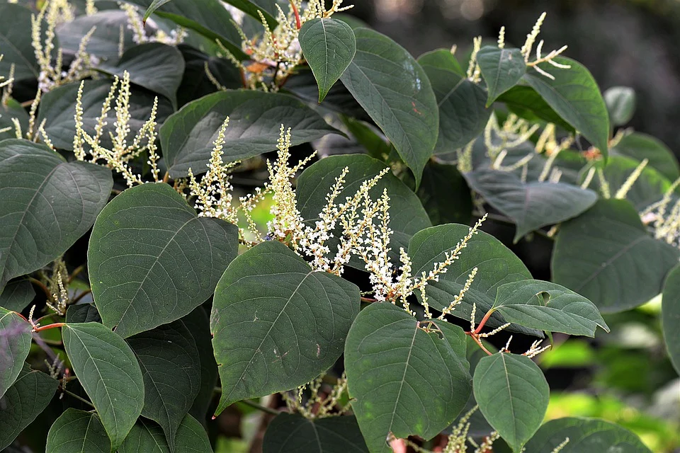 knotweed flowers
