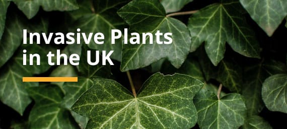 invasive plants banner