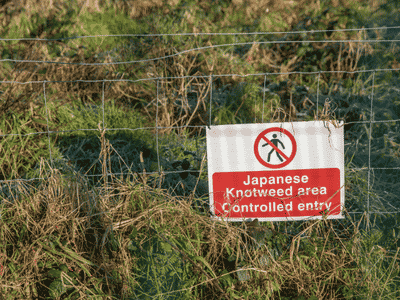japanese knotweed