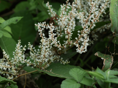 japanese knotweed