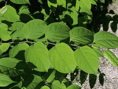 japanese knotweed