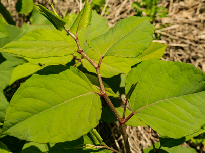 japanese knotweed