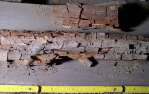 dry rot