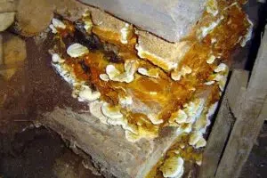 dry rot