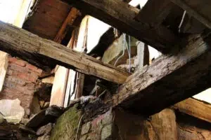 dry rot photo